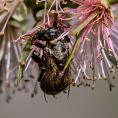 Apis mellifera (European honey bee) at Belconnen, ACT - 3 Dec 2023 by Untidy