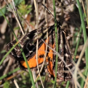 Synemon plana at Budjan Galindji (Franklin Grassland) Reserve - 6 Dec 2023 09:19 AM