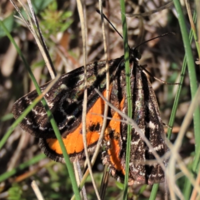 Synemon plana (Golden Sun Moth) at Budjan Galindji (Franklin Grassland) Reserve - 5 Dec 2023 by AndyRoo