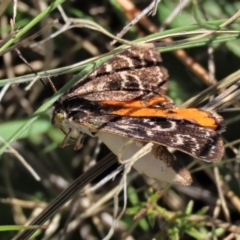 Synemon plana at Budjan Galindji (Franklin Grassland) Reserve - 6 Dec 2023 09:19 AM