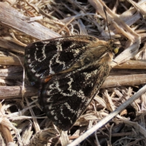 Synemon plana at Franklin Grassland (FRA_5) - 6 Dec 2023 09:25 AM