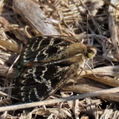 Synemon plana at Franklin Grassland (FRA_5) - 6 Dec 2023 09:25 AM