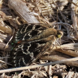 Synemon plana at Franklin Grassland (FRA_5) - 6 Dec 2023