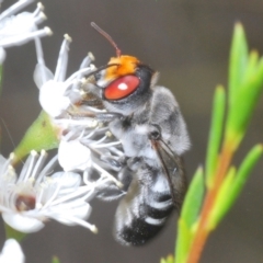 Megachile aurifrons (Golden-browed Resin Bee) at Stromlo, ACT - 6 Dec 2023 by Harrisi