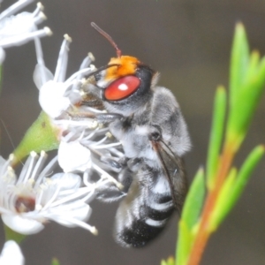 Megachile aurifrons at Bluetts Block (402, 403, 12, 11) - 6 Dec 2023