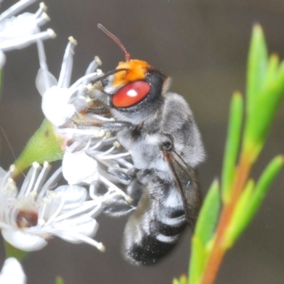 Megachile aurifrons (Golden-browed Resin Bee) at Block 402 - 6 Dec 2023 by Harrisi