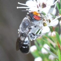 Megachile aurifrons at Bluetts Block (402, 403, 12, 11) - 6 Dec 2023