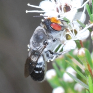 Megachile aurifrons at Bluetts Block (402, 403, 12, 11) - 6 Dec 2023