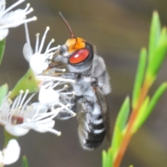 Megachile aurifrons at Bluetts Block (402, 403, 12, 11) - 6 Dec 2023 03:10 PM