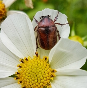 Bisallardiana gymnopleura at Penrose - 7 Dec 2023