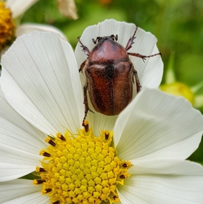 Bisallardiana gymnopleura (Brown flower chafer) at Penrose - 7 Dec 2023 by Aussiegall