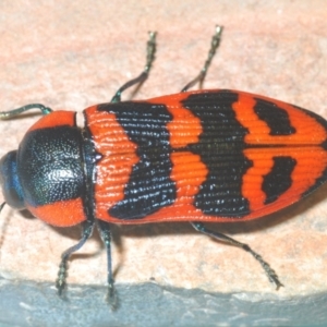 Temognatha mitchellii at Endeavour Reserve (Bombala) - 5 Dec 2023