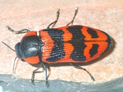 Temognatha mitchellii (Jewel beetle) at Endeavour Reserve (Bombala) - 5 Dec 2023 by Harrisi