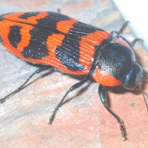 Temognatha mitchellii at Endeavour Reserve (Bombala) - 5 Dec 2023