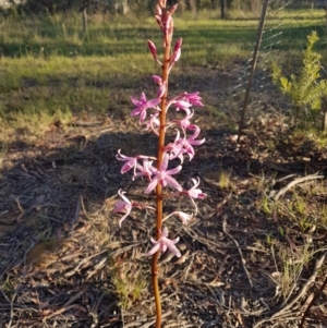 Dipodium roseum at Penrose - 4 Dec 2023