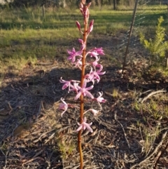 Dipodium roseum (Rosy Hyacinth Orchid) at Penrose - 4 Dec 2023 by Aussiegall