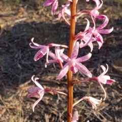 Dipodium roseum at Penrose - 4 Dec 2023