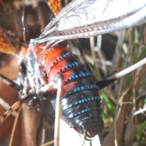 Acripeza reticulata at Lower Cotter Catchment - 7 Dec 2023 04:14 PM