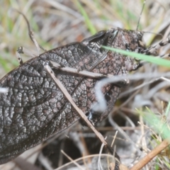 Acripeza reticulata at Lower Cotter Catchment - 7 Dec 2023 04:14 PM