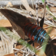 Acripeza reticulata at Lower Cotter Catchment - 7 Dec 2023 04:14 PM