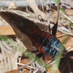 Acripeza reticulata at Lower Cotter Catchment - 7 Dec 2023 04:14 PM