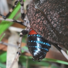 Acripeza reticulata at Lower Cotter Catchment - 7 Dec 2023