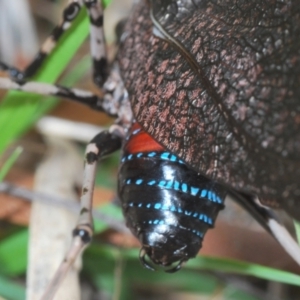 Acripeza reticulata at Lower Cotter Catchment - 7 Dec 2023 04:14 PM