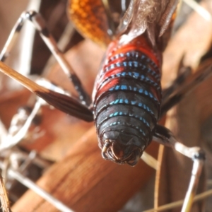 Acripeza reticulata at Lower Cotter Catchment - 7 Dec 2023