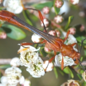 Macrones besti at Endeavour Reserve (Bombala) - 5 Dec 2023 11:25 AM