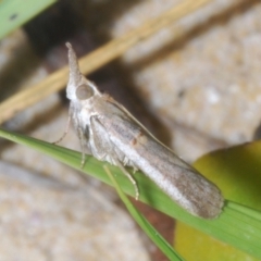 Etiella behrii (Lucerne Seed Web Moth) at Warana, QLD - 23 Nov 2023 by Harrisi