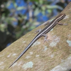 Cryptoblepharus pulcher (Fence Skink) at Warana, QLD - 23 Nov 2023 by Harrisi