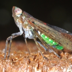Desudaba aulica (Planthopper) at Warana, QLD - 23 Nov 2023 by Harrisi