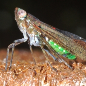 Desudaba aulica at Warana, QLD - 23 Nov 2023 09:12 AM