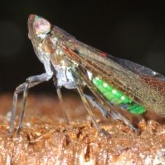 Unidentified Leafhopper or planthopper (Hemiptera, several families) at Warana, QLD - 22 Nov 2023 by Harrisi