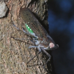 Desudaba aulica at Warana, QLD - 23 Nov 2023 09:12 AM