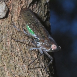 Desudaba aulica at Warana, QLD - 23 Nov 2023 09:12 AM