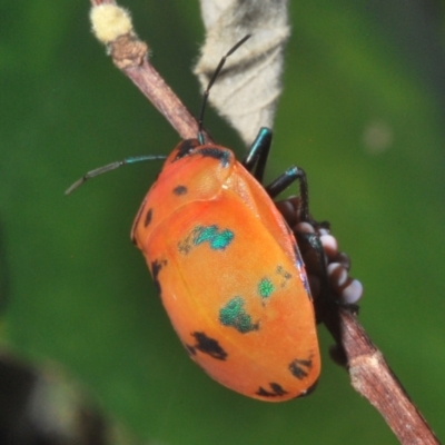 Tectocoris diophthalmus (Cotton harlequin bug) at Sippy Downs, QLD - 23 Nov 2023 by Harrisi