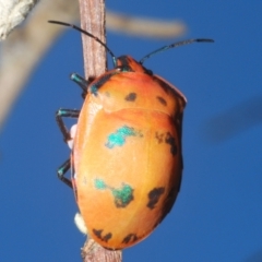 Tectocoris diophthalmus at Sippy Downs, QLD - 23 Nov 2023 09:20 AM