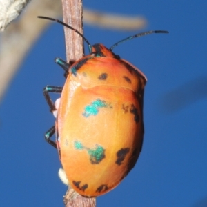 Tectocoris diophthalmus at Sippy Downs, QLD - 23 Nov 2023 09:20 AM