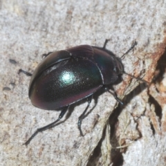 Chalcopteroides sp. (genus) (Rainbow darkling beetle) at Sippy Downs, QLD - 23 Nov 2023 by Harrisi
