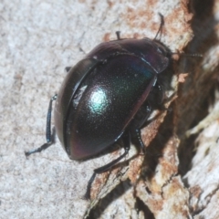 Chalcopteroides sp. (genus) at Sippy Downs, QLD - 23 Nov 2023 01:43 PM