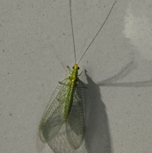 Chrysopidae (family) at Pialligo, ACT - 8 Dec 2023 04:07 AM