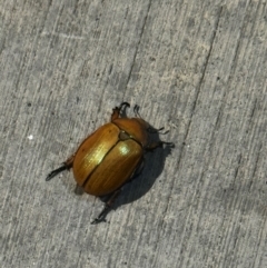 Anoplognathus sp. (genus) (Unidentified Christmas beetle) at Canberra Airport, ACT - 7 Dec 2023 by FeralGhostbat