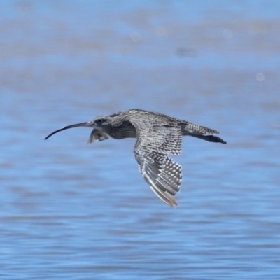 Numenius madagascariensis (Eastern Curlew) at Wellington Point, QLD - 7 Dec 2023 by TimL