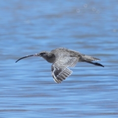 Numenius madagascariensis at Wellington Point, QLD - 7 Dec 2023