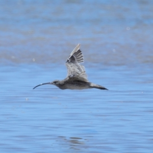 Numenius madagascariensis at Wellington Point, QLD - 7 Dec 2023