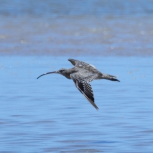 Numenius madagascariensis at Wellington Point, QLD - 7 Dec 2023