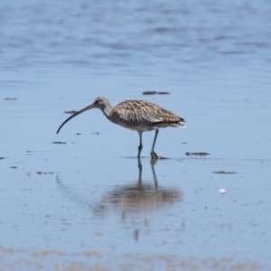 Numenius madagascariensis at Wellington Point, QLD - 7 Dec 2023