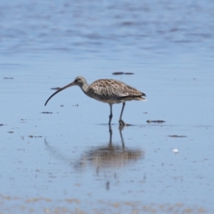 Limosa lapponica at suppressed by TimL