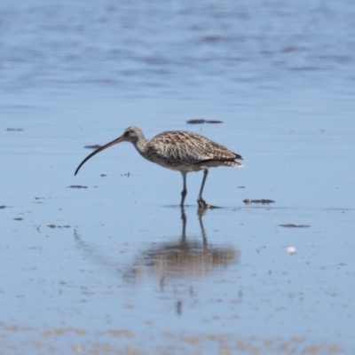 Numenius madagascariensis (Eastern Curlew) at Wellington Point, QLD - 7 Dec 2023 by TimL